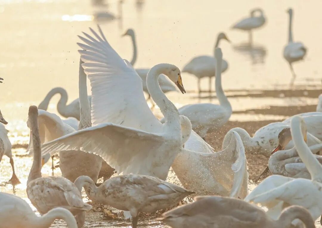 乘着高铁游威海｜下一站，荣成！